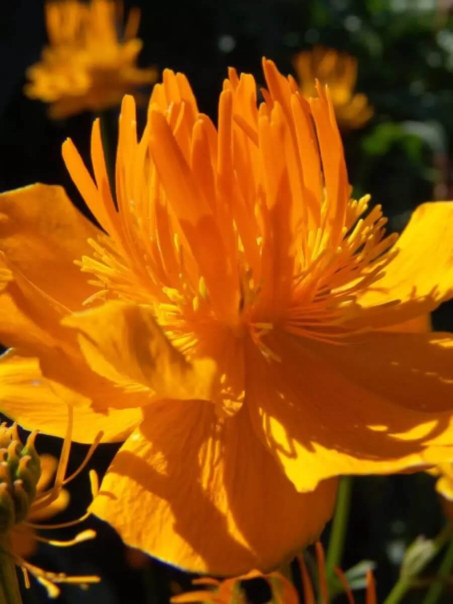 Купальница китайская «Golden Queen»